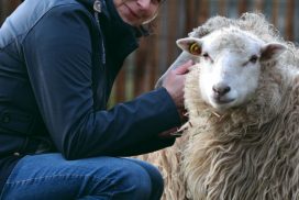Im Auftrag für das Tierwohl